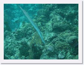 IMG_0090 * Trumpet Fish * 3072 x 2304 * (1.89MB)