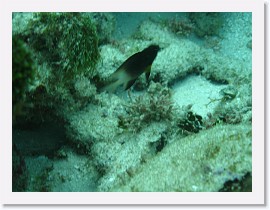 IMG_0096 * Bicolor Damselfish * 3072 x 2304 * (1.59MB)