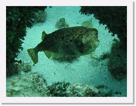 IMG_0107 * Porcupine Fish * 3072 x 2304 * (1.56MB)