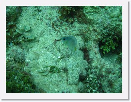 IMG_0110 * Juvenile Blue Tang * 3072 x 2304 * (1.98MB)