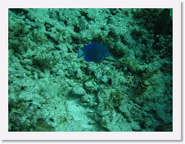 IMG_0118 * Blue Tang * 3072 x 2304 * (2.09MB)