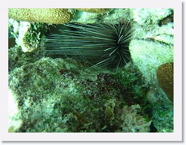 IMG_0125 * Spiny Urchin * 3072 x 2304 * (2.42MB)