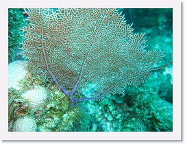 IMG_0150 * Sea Fan * 3072 x 2304 * (2.42MB)