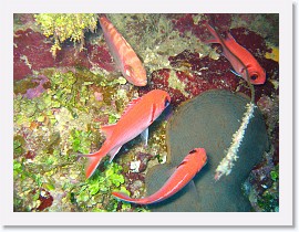 IMG_0164 * Glasseye Snapper and some Blackbar Soldierfish * 3072 x 2304 * (2.44MB)