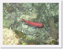 IMG_0202 * Blackbar Soldierfish * 3072 x 2304 * (2.05MB)