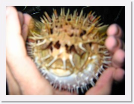 IMG_0213 * Porcupine Fish (Puffer fish), inflated * 3072 x 2304 * (1.25MB)