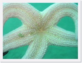 IMG_0494 * Underside of Short Spined Sea Star * 2048 x 1536 * (831KB)