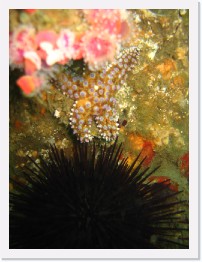 IMG_0503 * Giant Spiny Starfish hiding between strawberry anenomes and a Crowned Sea Urchin * 2048 x 1536 * (767KB)