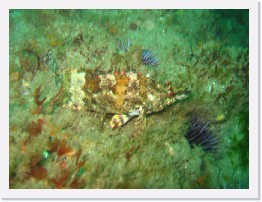 IMG_0514 * Painted Greenling * 2048 x 1536 * (979KB)