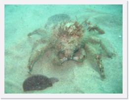 IMG_0522 * Young sheep crab * 2048 x 1536 * (880KB)