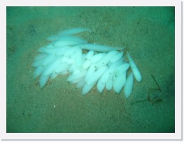 IMG_0527 * Squid eggs * 2048 x 1536 * (720KB)