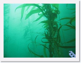 MVI_0724 * VIDEO: Kelp Forest * 1 x 1 * (66.68MB)