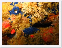 IMG_0576 * Undersea flora, including several Cobalt Sponges * 2048 x 1536 * (976KB)