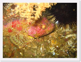 IMG_0589 * California Scorpionfish * 2048 x 1536 * (1.1MB)