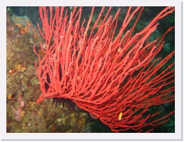 IMG_0599 * Red Gorgonian * 2048 x 1536 * (1.14MB)