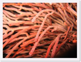 IMG_0604 * Red Gorgonian * 2048 x 1536 * (775KB)