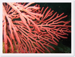 IMG_0605 * Red Gorgonian * 2048 x 1536 * (1.16MB)