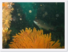 IMG_0614 * California Golden Gorgonian with a Sheephead in the background * 2048 x 1536 * (1.33MB)