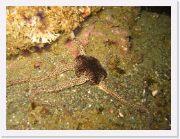 IMG_0621 * Brittle Star Fish * 2048 x 1536 * (1.49MB)