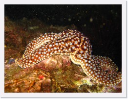 IMG_0629 * Spiny Starfish mounts its meal * 2048 x 1536 * (1.06MB)