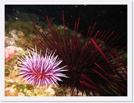 IMG_0638 * Purple and Red Spiny Urchins * 2048 x 1536 * (848KB)