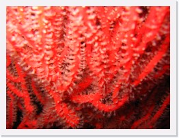 IMG_0664 * Red Gorgonian * 2048 x 1536 * (770KB)