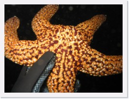 IMG_0679 * Monster-size Giant Spiny Starfish * 2048 x 1536 * (716KB)