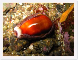 IMG_0684 * Chestnut Cowry on the move * 2048 x 1536 * (836KB)