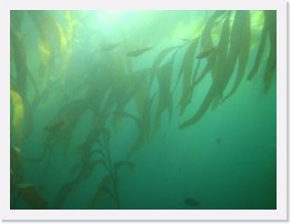 IMG_0749 * Kelp forest with schooling kelp perch * 2048 x 1536 * (584KB)