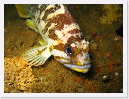 IMG_0764 * Copper Rockfish * 2048 x 1536 * (826KB)