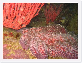 IMG_0786 * Red Gorgonian and Sunflower Star * 2048 x 1536 * (1.27MB)