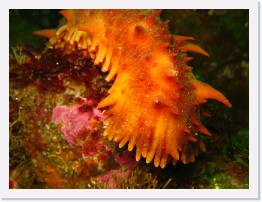 IMG_0087 * California Sea Cucumber * 3264 x 2448 * (1.76MB)