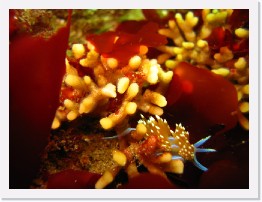 IMG_0097 * Hermissenda nudibranch on staghorn coral * 3264 x 2448 * (1.6MB)