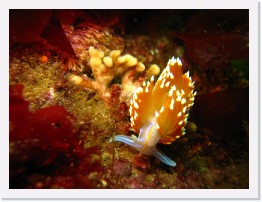 IMG_0105 * Hermissenda nudibranch * 3264 x 2448 * (1.62MB)