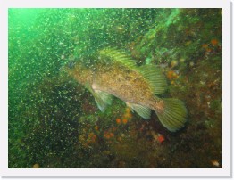 IMG_0118 * Kelp Rockfish. Krill hatch made for poor visibility. * 3264 x 2448 * (2.88MB)