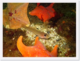 IMG_0136 * Black-Eyed Goby eats a Hermissenda nudibranch while surrrounded by Bat Stars * 3264 x 2448 * (2.41MB)