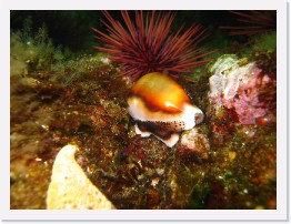 IMG_0148 * Chestnut Cowry * 3264 x 2448 * (2.08MB)