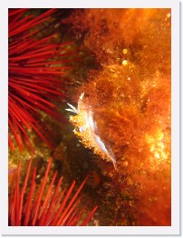 IMG_0183 * Hermissenda nudibranch * 2448 x 3264 * (2.5MB)