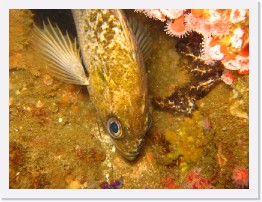 IMG_0390 * Kelp Rockfish * 3264 x 2448 * (2.34MB)