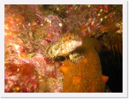 IMG_0411 * Painted Greenling and a California Sea Cucumber * 3264 x 2448 * (1.94MB)