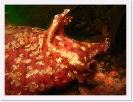 IMG_0412 * Sea Hare * 3264 x 2448 * (1.62MB)