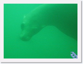 MVI_0337 * VIDEO: Sea Lion curiousity * 1 x 1 * (20.46MB)