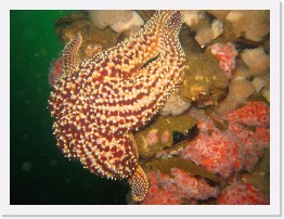 IMG_0228 * Spiny Starfish mounts its next meal * 3264 x 2448 * (2.7MB)