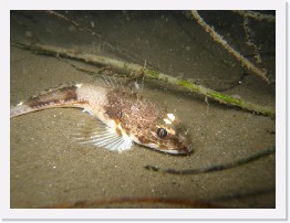 IMG_0197 * Roughback Sculpin * 3264 x 2448 * (2.03MB)