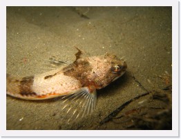 IMG_0205 * Roughback Sculpin * 3264 x 2448 * (1.94MB)