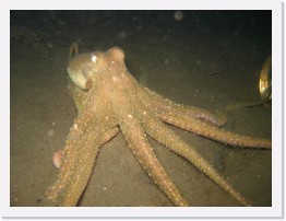 IMG_0209 * Octopus * 3264 x 2448 * (1.92MB)