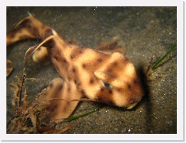 IMG_0222 * Horn Shark * 3264 x 2448 * (1.79MB)