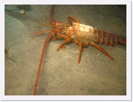 IMG_0246 * California Spiny Lobster * 3264 x 2448 * (2.23MB)