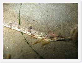 IMG_0410 * Spotfin Sculpin * 2816 x 2112 * (1.62MB)