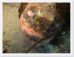 IMG_0419 * Sarcastic Fringehead * 2816 x 2112 * (1.55MB)